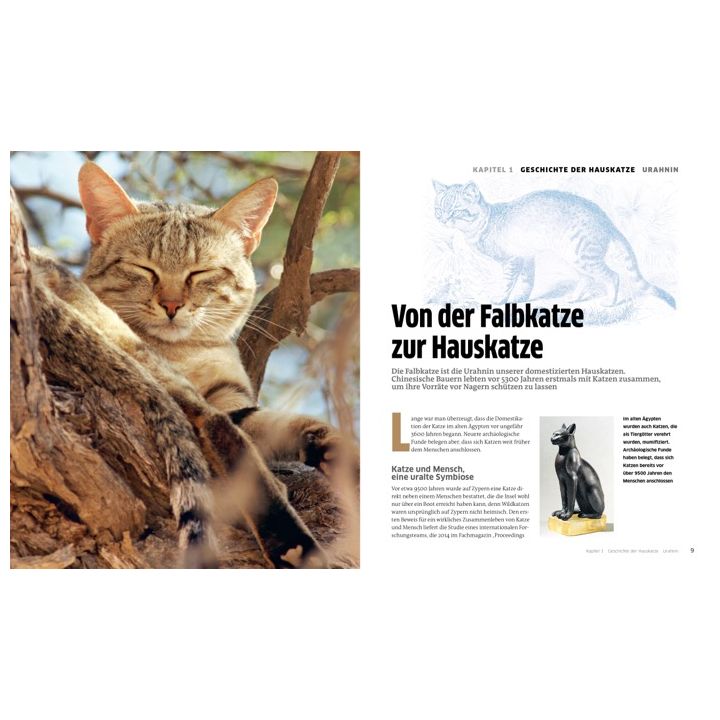 Die große Katzenbibel