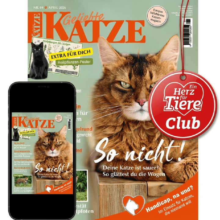 Club-Upgrade Geliebte Katze